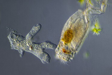 Amöbe und Rädertier Trichotria sp
