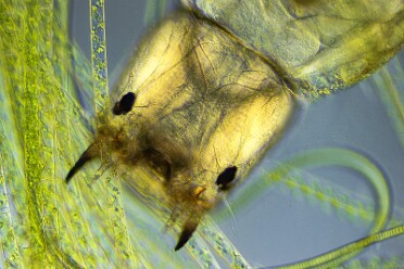 Chironomidae