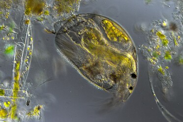 Coronatella rectangula