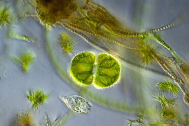Diverse Mikro Flora und Fauna 1