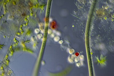 Diverse Mikro Flora und Fauna 6