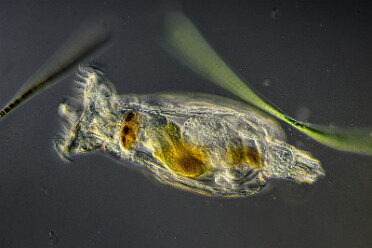 Rädertierchen Philodina citrina