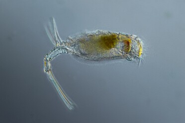Rädertier Trichotria sp
