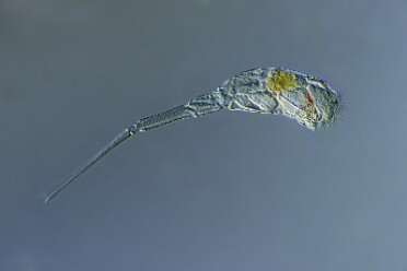 Springfuss-Rädertierchen Scaridium longicaudum