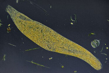 Sumpfwurm Spirostomum ambiguum