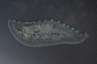 Wallendes Blatt Loxophyllum melagris 1
