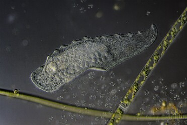 Wallendes Blatt Loxophyllum melagris 2