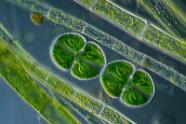 Algen, Kieselalgen und Cyanobakterien 3