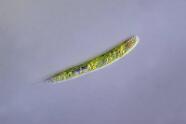 Augenflagellat Lepocinclis spirogyroides.