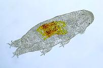 Bärtierchen Tardigrada (Draufsicht). Mikrofotografie: Mikroskopische Aufnahmen von Einzellern, Algen und Kleinstlebewesen.