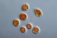 Blutregenalge Haematococcus pluvialis. 2
