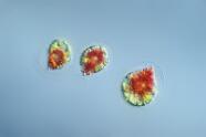 Blutregenalge Haematococcus pluvialis. 3