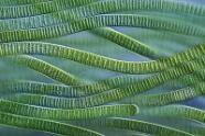 Cyanobakterien Phormidium sp.
