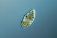 Cyclidium citrullus.