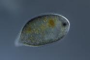 Frontonia atra 1