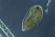 Frontonia atra 2