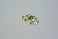 Geißeltierchen. Mikrofotografie: Mikroskopische Aufnahmen von Einzellern, Algen und Kleinstlebewesen.
