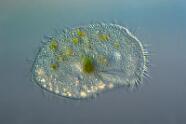 Kerona pediculus.