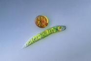 Lepocinclis spirogyroides und Trachelomonas.