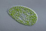 Pantoffeltierchen Paramecium bursaria. 3