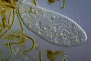 Pantoffeltierchen Paramecium caudatum.