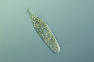 Phialina pupula.