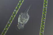 Rädertier Squatinella mutica zwischen Spirogyra Algen.