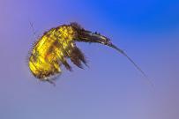 Ruderfußkrebs, Seitenansicht. (Hellfeld-Polarisation) Mikrofotografie: Mikroskopische Aufnahmen von Einzellern, Algen und Kleinstlebewesen.