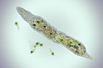 Strudelwurm Stenostomum leucops. Mikrofotografie: Mikroskopische Aufnahmen von Einzellern, Algen und Kleinstlebewesen.