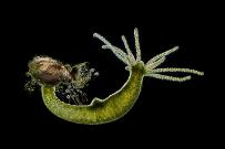 Süßwasserpolyp Hydra viridissima an einem Wasserfloh. (Dunkelfeld-Aufnahme) Mikrofotografie: Mikroskopische Aufnahmen von Einzellern, Algen und Kleinstlebewesen.