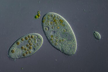 vermutlich Pleuronema coronatum