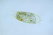 Waffentierchen Stylonychia pustulata. Mikrofotografie: Mikroskopische Aufnahmen von Einzellern, Algen und Kleinstlebewesen.