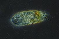 Waffentierchen Stylonychia pustulata auf Bakterien (Phasenkontrast). Mikrofotografie: Mikroskopische Aufnahmen von Einzellern, Algen und Kleinstlebewesen.