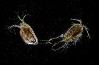 Wasserfloh und Ruderfußkrebs. (Dunkelfeld-Aufnahme) Mikrofotografie: Mikroskopische Aufnahmen von Einzellern, Algen und Kleinstlebewesen.