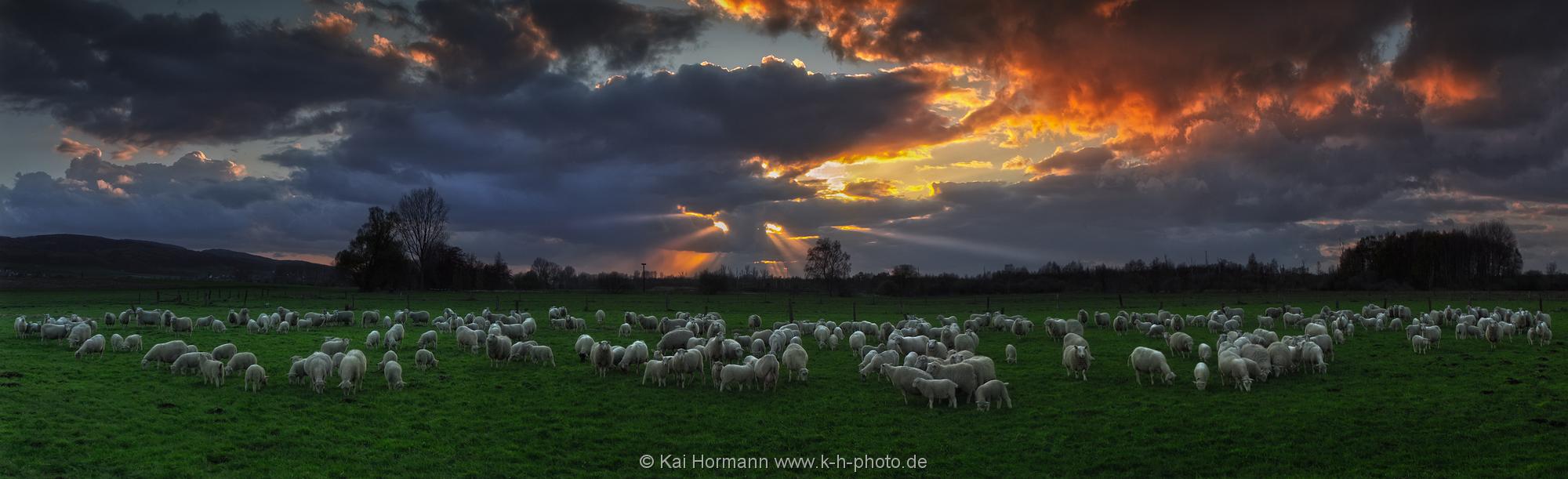 Landschaftspanorama Schafherde im Abendlicht