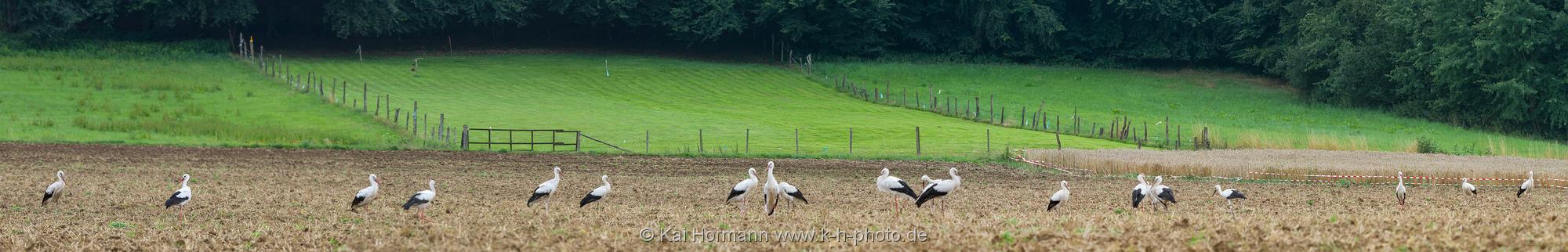 Landschaftspanorama Störche vor dem Aufbruch in den Süden