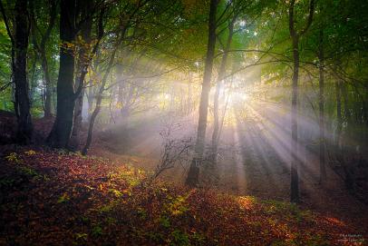 Herbstnebel im Wiehengebirge © Kai Hormann www.k-h-photo.de